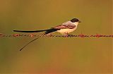 Fork-tailed Flycatcher